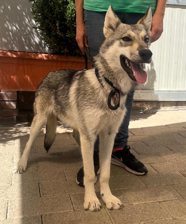 ARIA e LUCKY CANI LUPO CECOSLOVACCO Foto 2